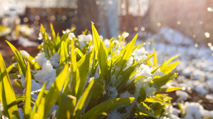 Obraz premium the first sprouts of spring flowers grow from under the snow in the morning sun. season change the arrival of spring close-up