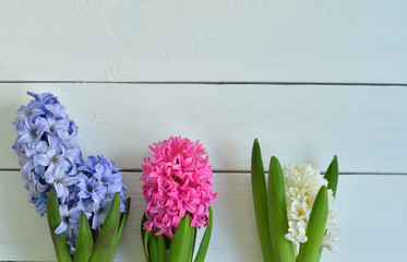 Hyacinth Spring flowers on light background. blooming hyacinths symbol of early spring. concept of holiday, celebration, women, Mother day. Copyspace