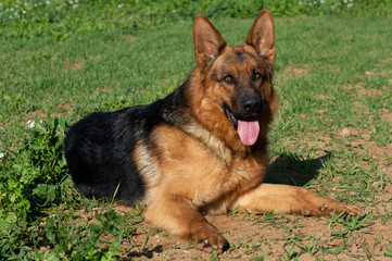 German shepherd dog lying down