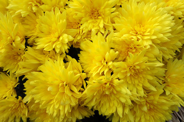 Obraz premium Blooming flowers in a bouquet