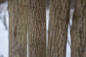 Fototapeta premium Texture of tree bark.