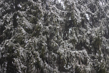 Trees in the winter. Spruce forest.