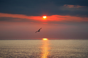 Naklejka na ściany i meble A seagull flies over the sea. Beautiful dawn sunrise at sea. Seascape.