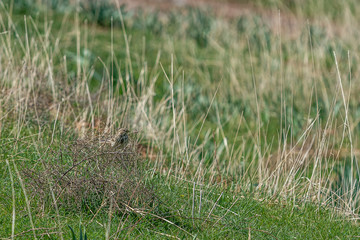 emberiza calandra. bird in the meadow