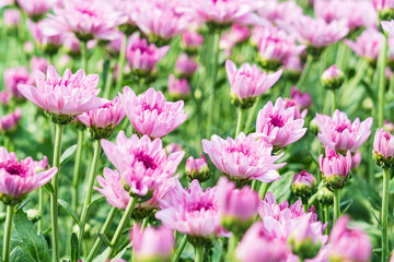 Beautiful pink daisy flower in green field background