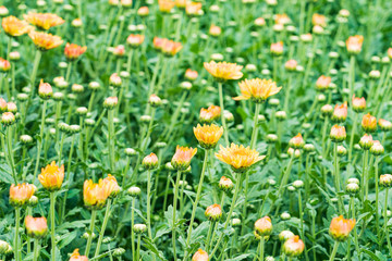 Beautiful yellow daisy flower in green field background