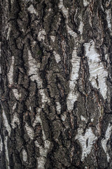 Texture of tree bark.
