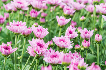 Beautiful pink daisy flower in green field background