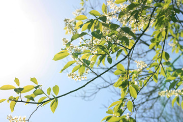 Obraz premium Nature green spring tree background