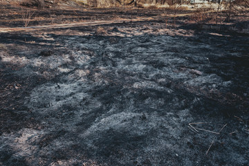 Clearing in the forest after a fire