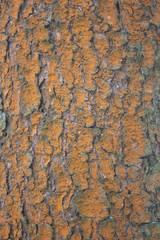 Texture of tree bark.