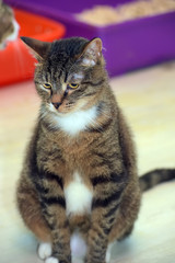 striped with white shorthair European cat