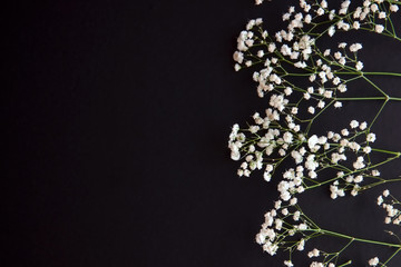gypsophila flower on black table background with copy space.