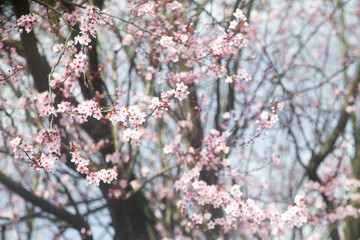 Blossom tree over nature background/ Spring flowers/Spring Background - Image