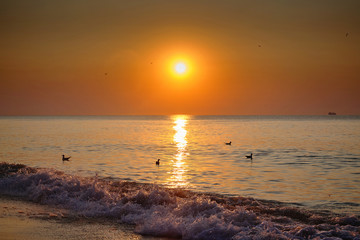 Obraz premium Seagulls swim in the sea at sunrise. Seascape. Black Sea