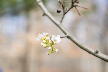first spring flowers in garden - Image