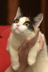 tricolor cat in her arms