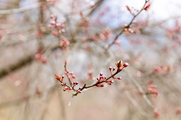 Blossom tree over nature background/ Spring flowers/Spring Background - Image