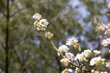 Blossom tree over nature background/ Spring flowers/Spring Background - Image