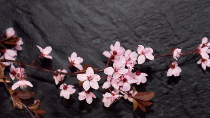 Pink cherry blossom sakura on dark metal tray background.