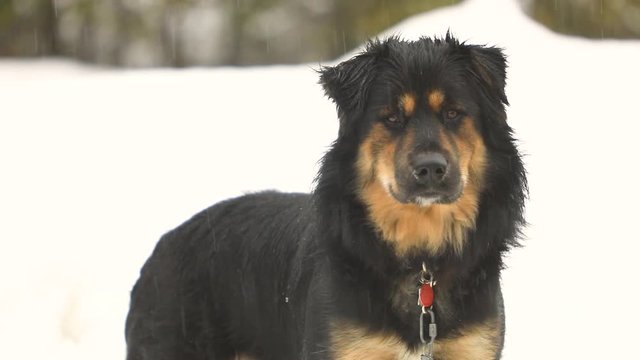 Static medium shot of german shepard mix standing in the rain tilting its head from side to side. Out of focus in the background a snowbank in the forest