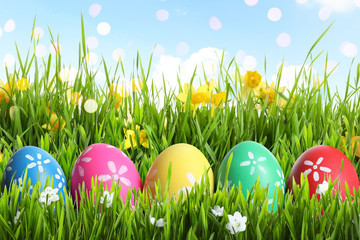 Colorful Easter eggs and daffodil flowers in green grass against blue sky