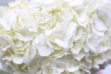 Fototapeta na wymiar white hydrangea floral background, screensaver on your desktop