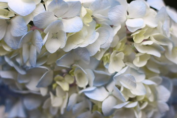 Fototapeta na wymiar white hydrangea flowers delicate romantic floral background