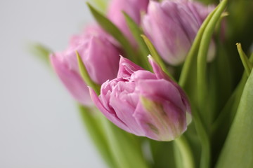 pink tulips on white background