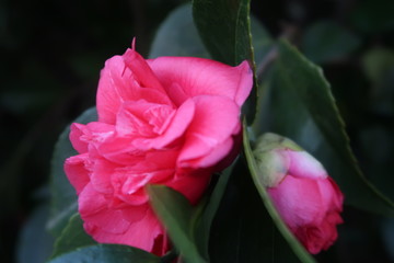 Camelia en flor