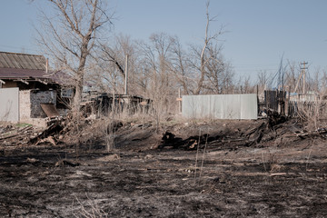 Fototapeta premium burned field after a strong spring fire , black charred grass and trees destroyed by fire, caused by man