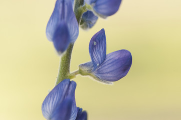 Lupinus angustifolius narrow leaf narrow leaved or blue lupine lovely plant with deep blue flowers on unfocused green background