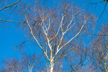 Fototapeta na wymiar Birch with white bark and branches without leaves against a very bright blue sky on a sunny spring day. Beautiful nature minimalism with bright colors.