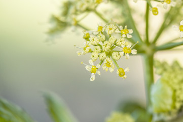 Smyrnium olusatrum alexanders alisanders horse parsley edible plant growing wild in wet areas of Andalusia on blurred green background