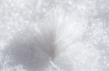 Close-up of feather in a sun light with beautiful and fragile details, soft colors, lights and shadows with background.