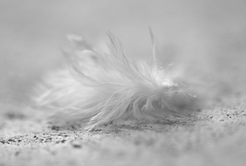 Close-up of feather in a sun light with beautiful and fragile details, soft colors, lights and...