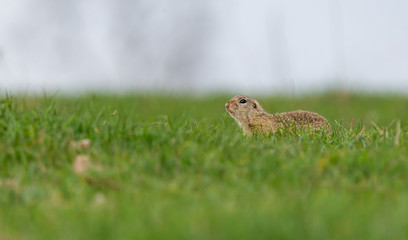 Obraz na płótnie Canvas European ground squirrel (Spermophilus citellus) in natural habitat