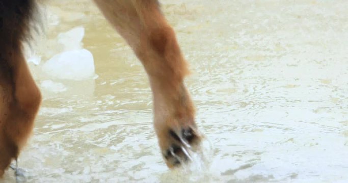 Closeup of German shepard mix picking up a chewed tennis ball, from an icy puddle followed by a medium shot showing the dog dropping the ball