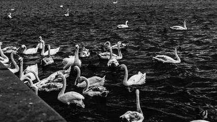 A group of swans swimming in the river black and white portrait