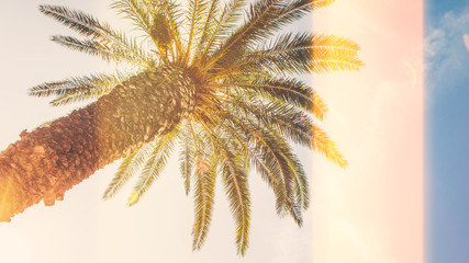 Palm tree against blue sky, Palm tree at tropical coast, vintage toned and stylized, coconut tree, summer tree, retro, warm tones