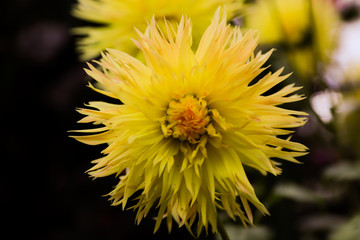 Close up of a yellow flower on a sunny spring day