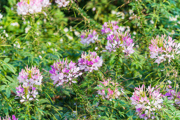 Pink And White Spider flower(Cleome flower) in the garden