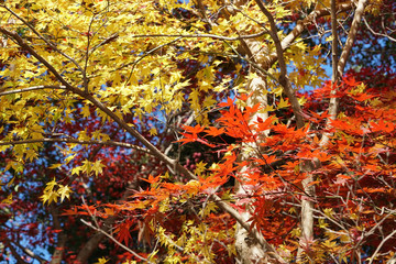 日本楓の紅葉風景