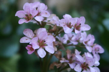 Flores del jardín