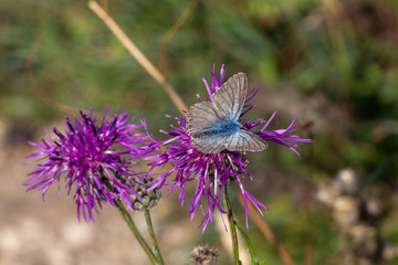Bläuling auf pinker Blüte in Franken, Bayern, Deutschland