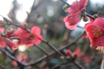 Naturaleza en primavera