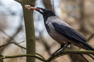 A gray crow stands on a tree branch and holds a large bone in its beak. Wildlife. City birds.