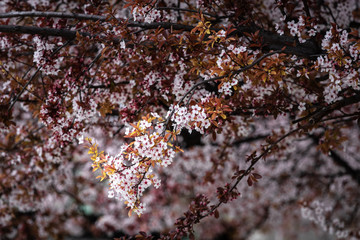 Beautiful Japanese cherry blossoms in spring
