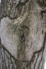 Texture of tree bark.