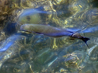Peces en al agua